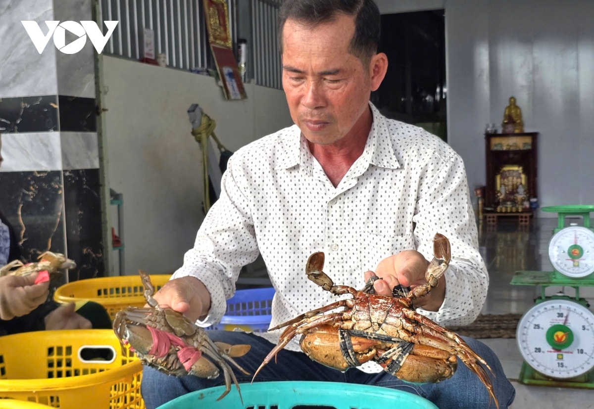 cua cà mau - từ đặc sản sinh thái đến ngành kinh tế mũi nhọn hình ảnh 2 cua ca mau - tu dac san sinh thai den nganh kinh te mui nhon hinh anh 2