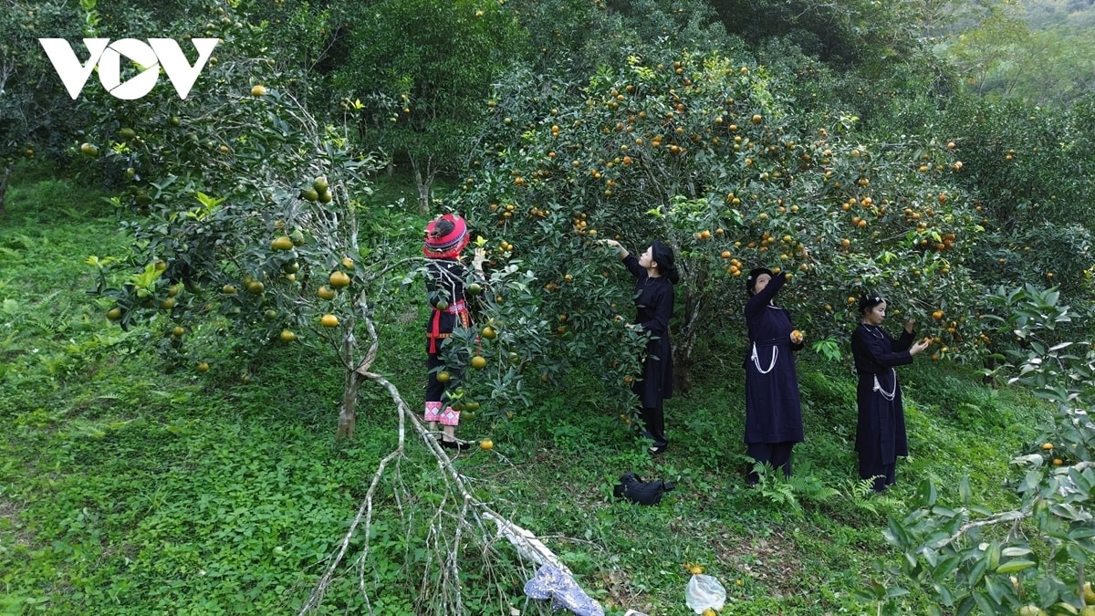 thi đua yêu nước từ những việc bình dị mỗi ngày ở vùng cao thái nguyên hình ảnh 1 thi dua yeu nuoc tu nhung viec binh di moi ngay o vung cao thai nguyen hinh anh 1