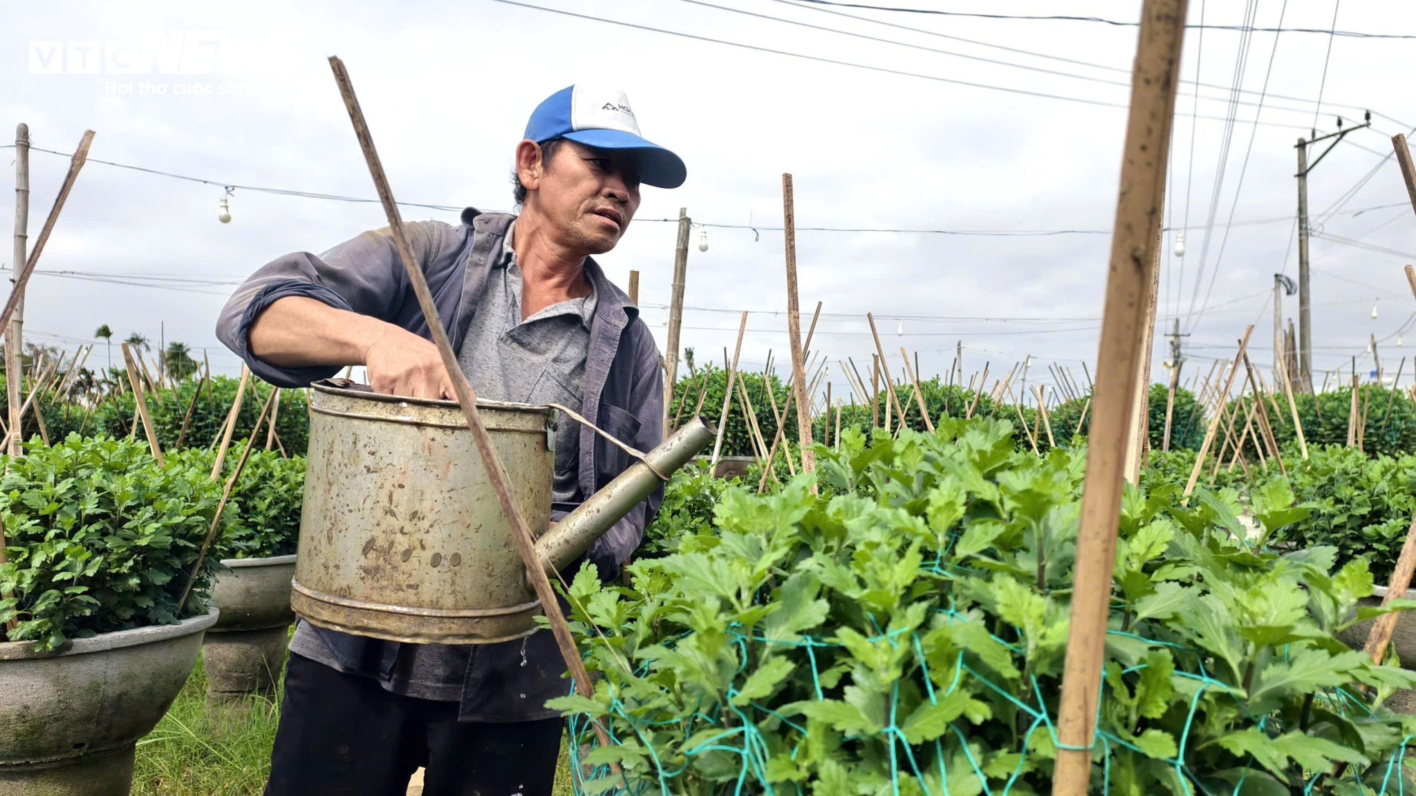 Mưa lớn, sâu bệnh tấn công, nông dân thủ phủ hoa cúc 'đứng ngồi không yên' - 1