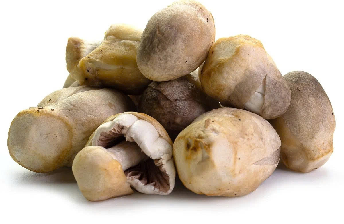 không chỉ ngon, nấm rơm còn mang đến loạt lợi ích khiến bạn muốn ăn mỗi ngày hình ảnh 1 khong chi ngon, nam rom con mang den loat loi ich khien ban muon an moi ngay hinh anh 1