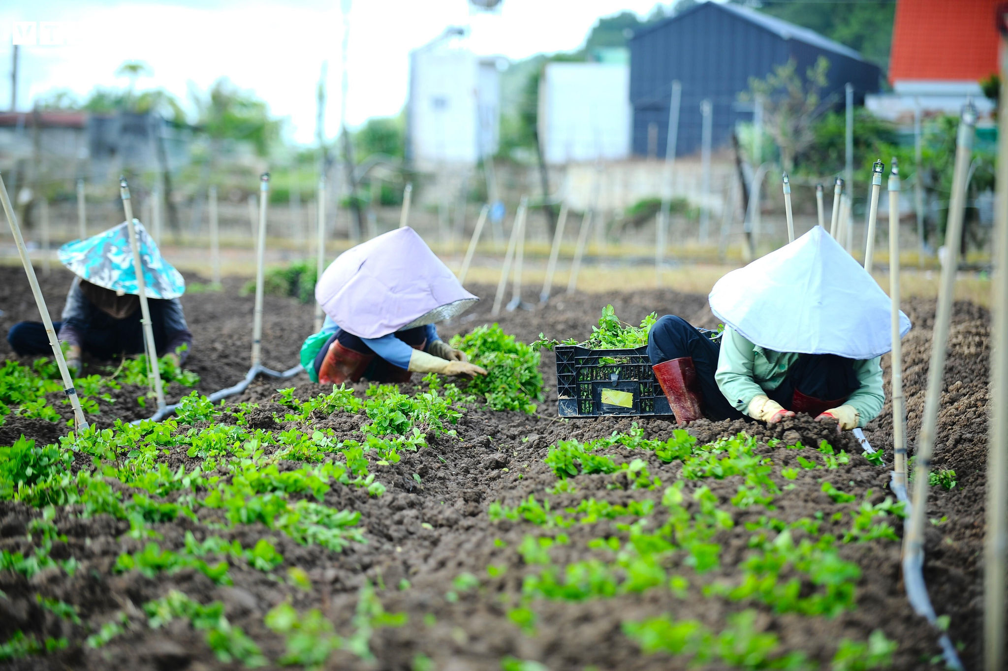Màu xanh tươi tốt dần hiện diện trên những khu vườn hoang tàn do lũ lụt cuối tháng 11 vừa qua gây ra.