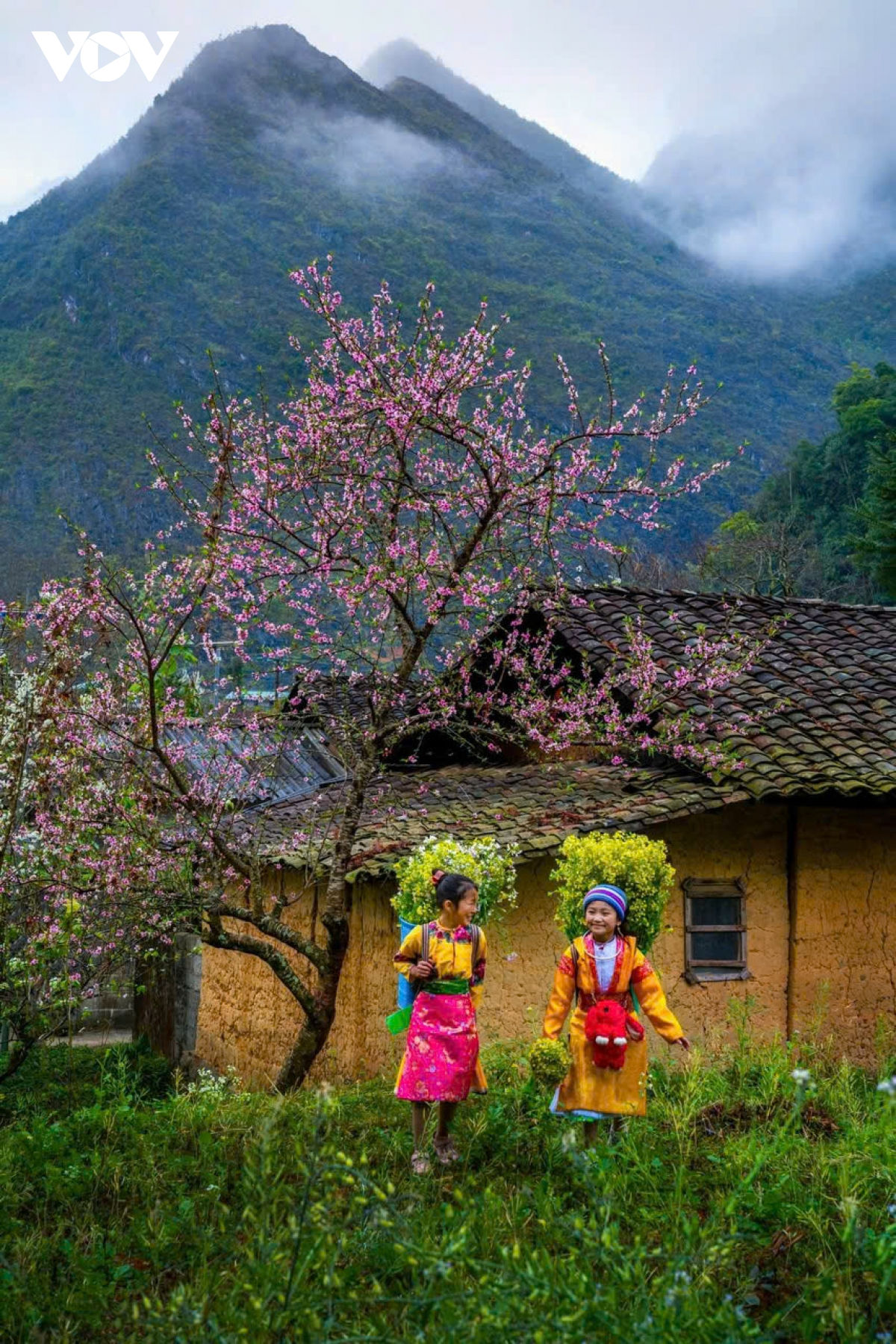 ha giang ban tinh ca tren da va nhung mua xuan khong tuoi hinh anh 12