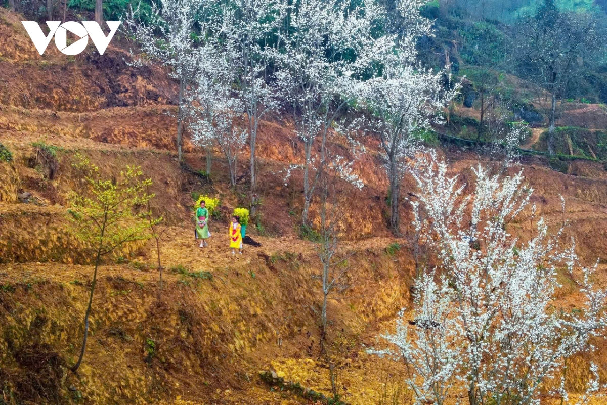 ha giang ban tinh ca tren da va nhung mua xuan khong tuoi hinh anh 1