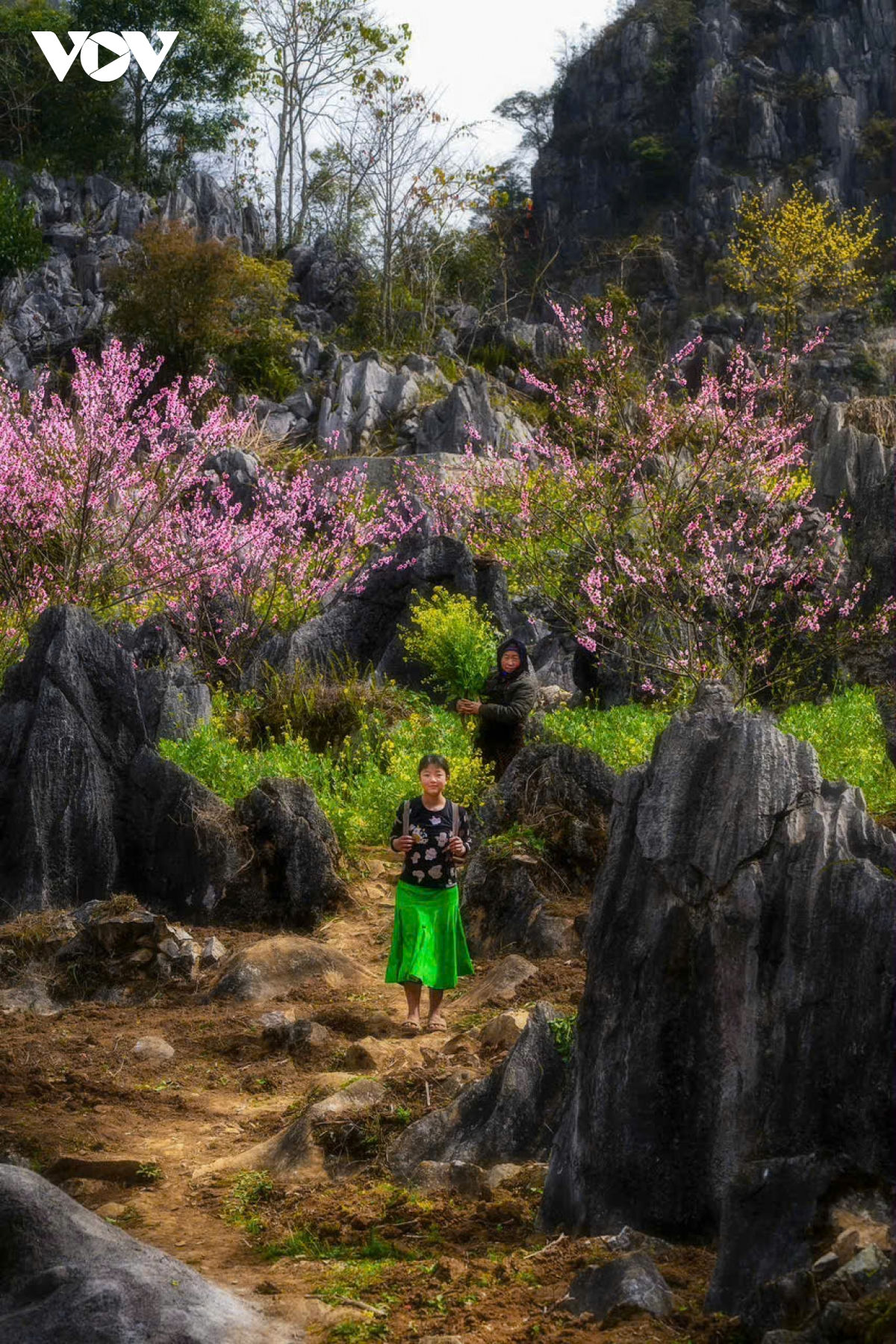 ha giang ban tinh ca tren da va nhung mua xuan khong tuoi hinh anh 13