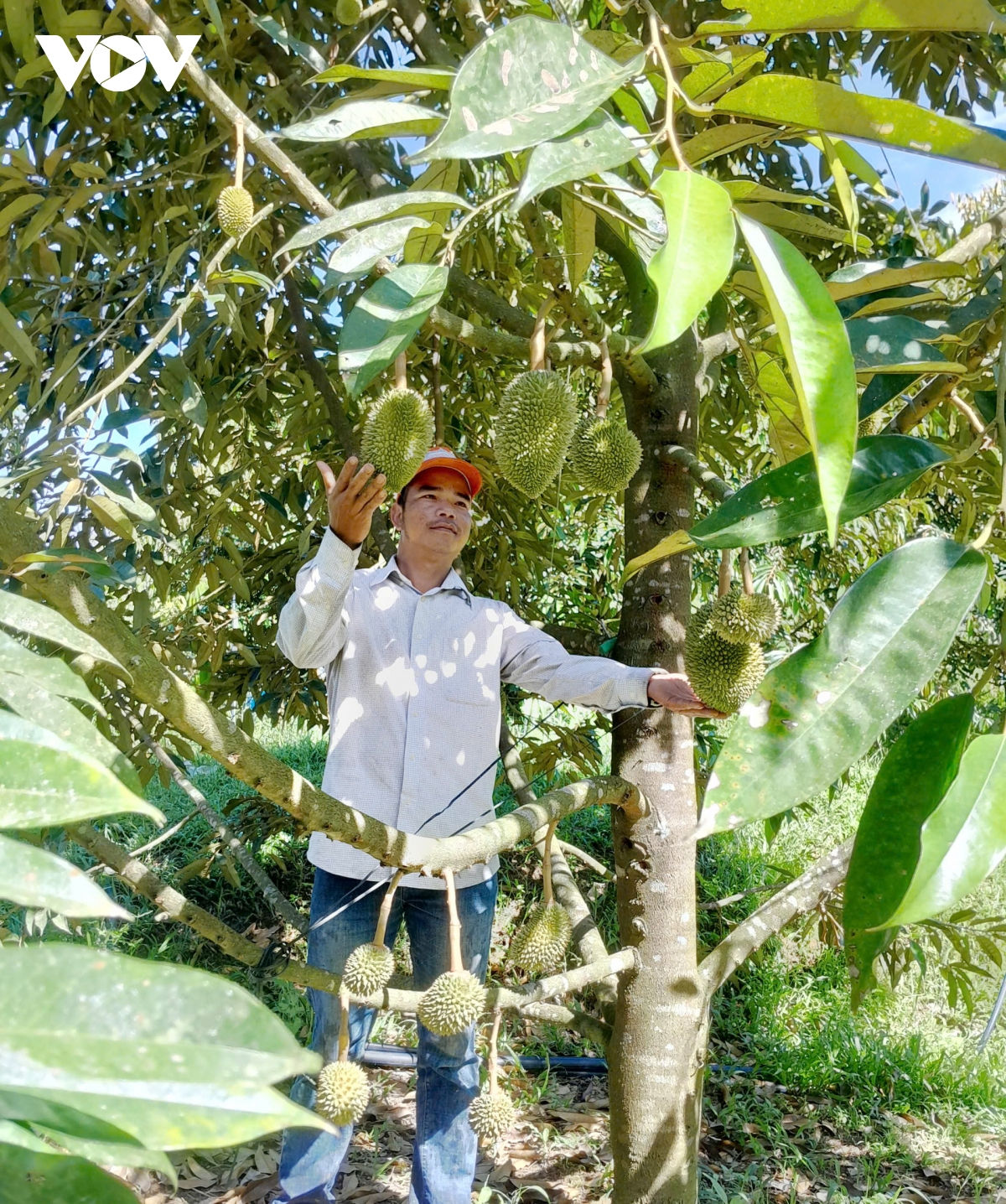 Đảng viên miền núi Đà nẵng nêu gương trong phát triển kinh tế hình ảnh 1 Dang vien mien nui Da nang neu guong trong phat trien kinh te hinh anh 1