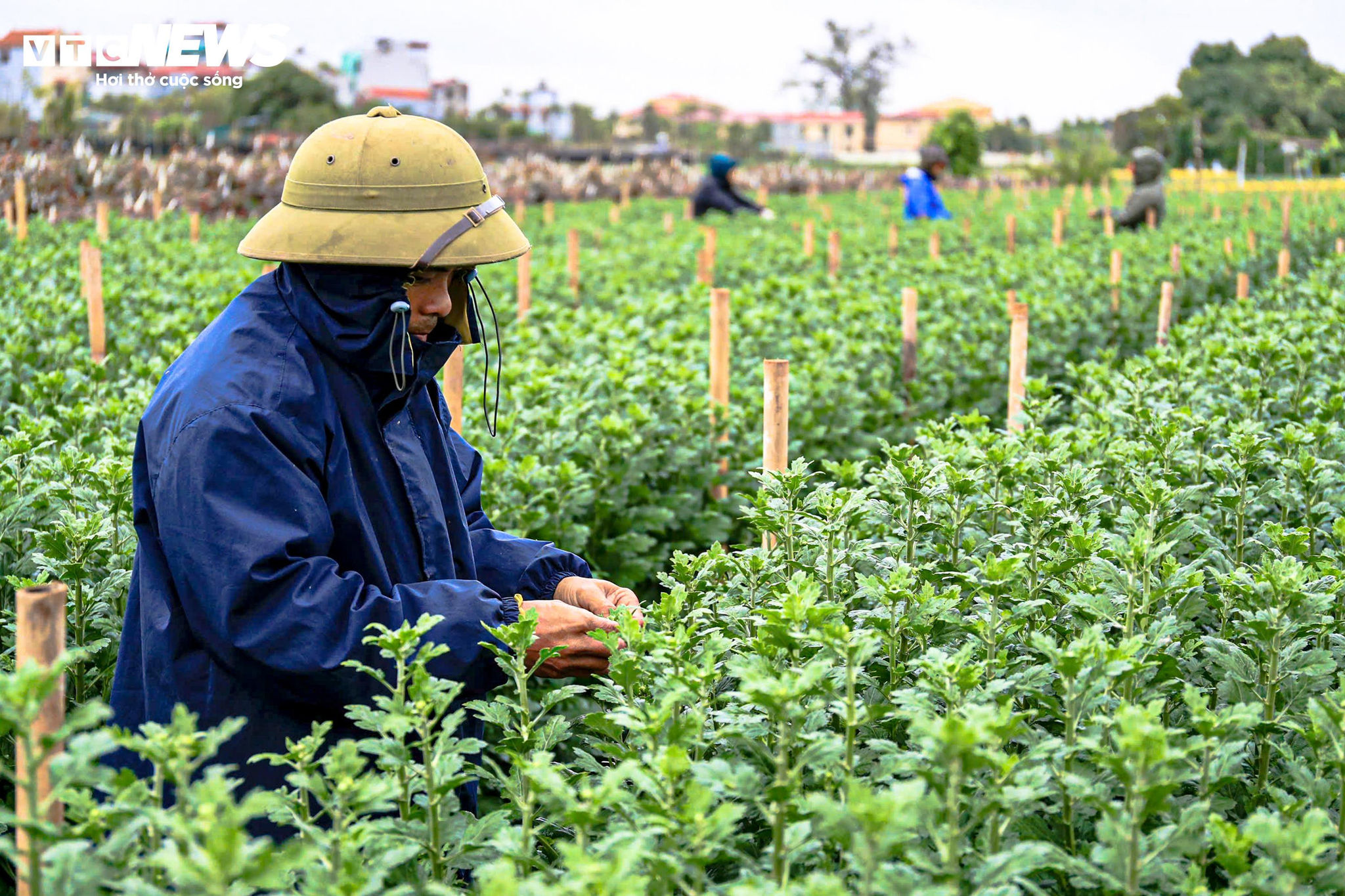 Hà Nội rét 9°C, nông dân trùm áo mưa kín mít ra đồng chăm hoa Tết - 10