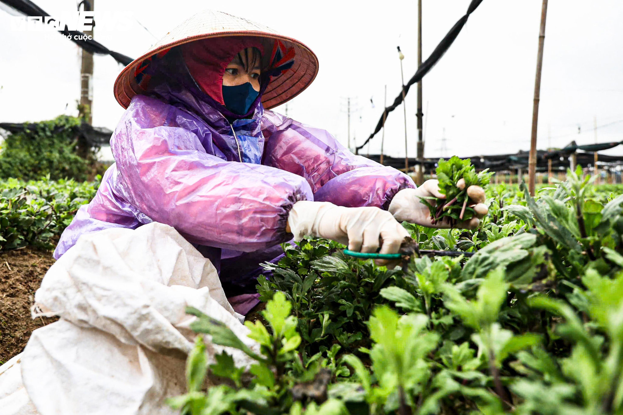 Hà Nội rét 9°C, nông dân trùm áo mưa kín mít ra đồng chăm hoa Tết - 4