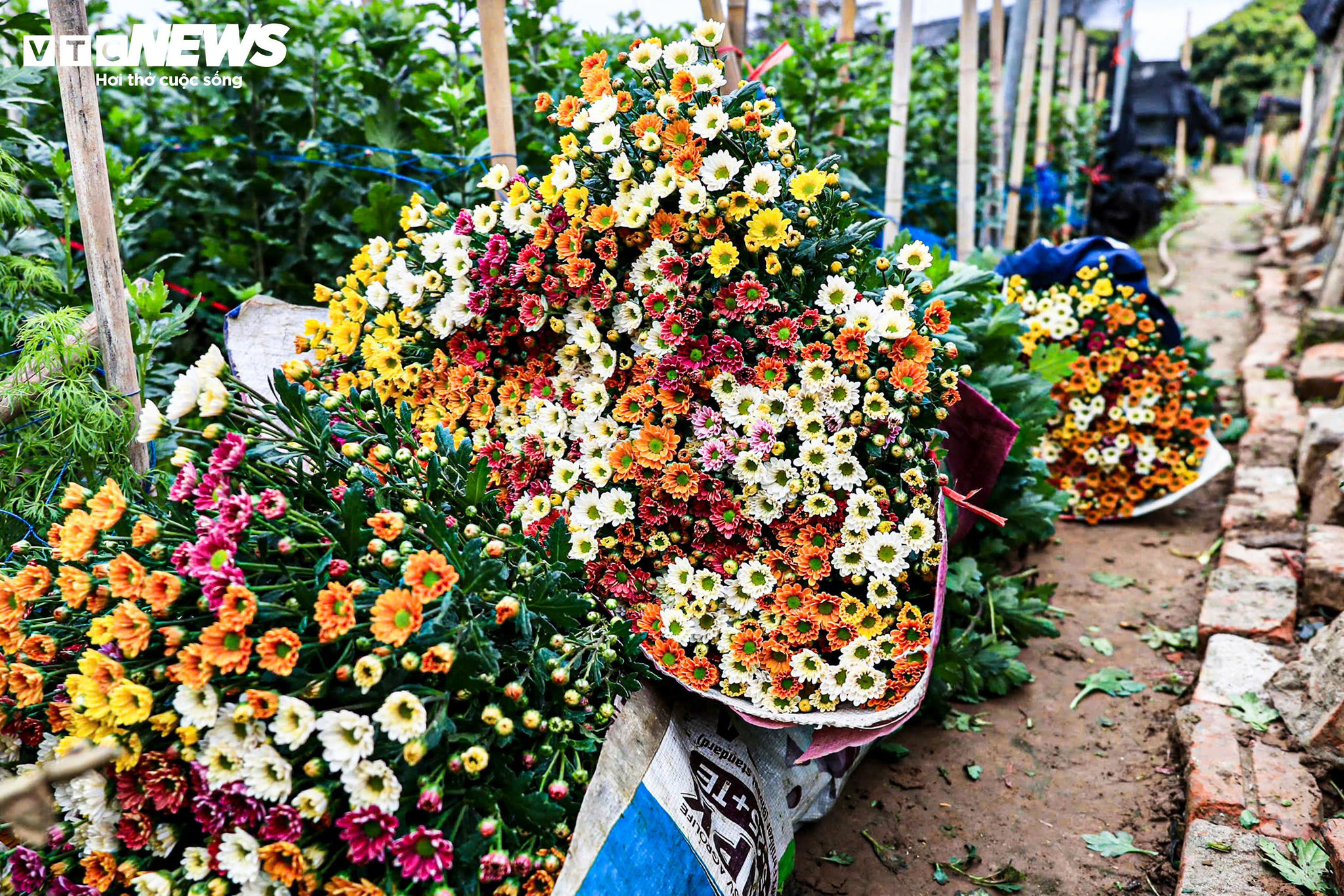 Hà Nội rét 9°C, nông dân trùm áo mưa kín mít ra đồng chăm hoa Tết - 7