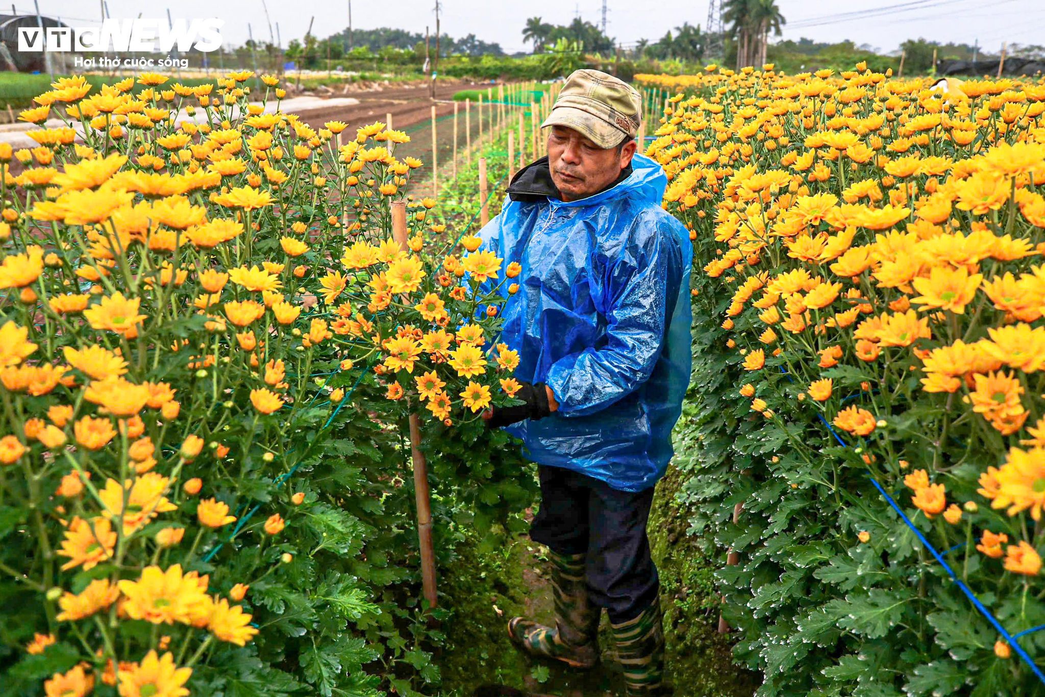 Hà Nội rét 9°C, nông dân trùm áo mưa kín mít ra đồng chăm hoa Tết - 9