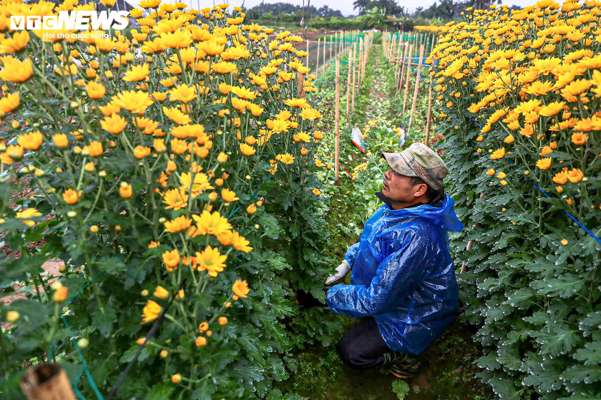 Hà Nội rét 9°C, nông dân trùm áo mưa kín mít ra đồng chăm hoa Tết - 8