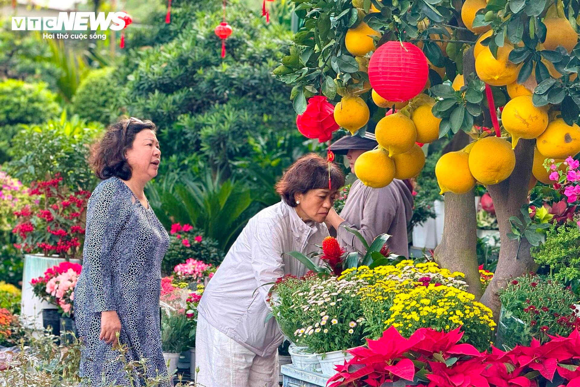 Hoa Tết TP.HCM bán chạy, nhiều nhà vườn 'cháy' hàng sớm - 1