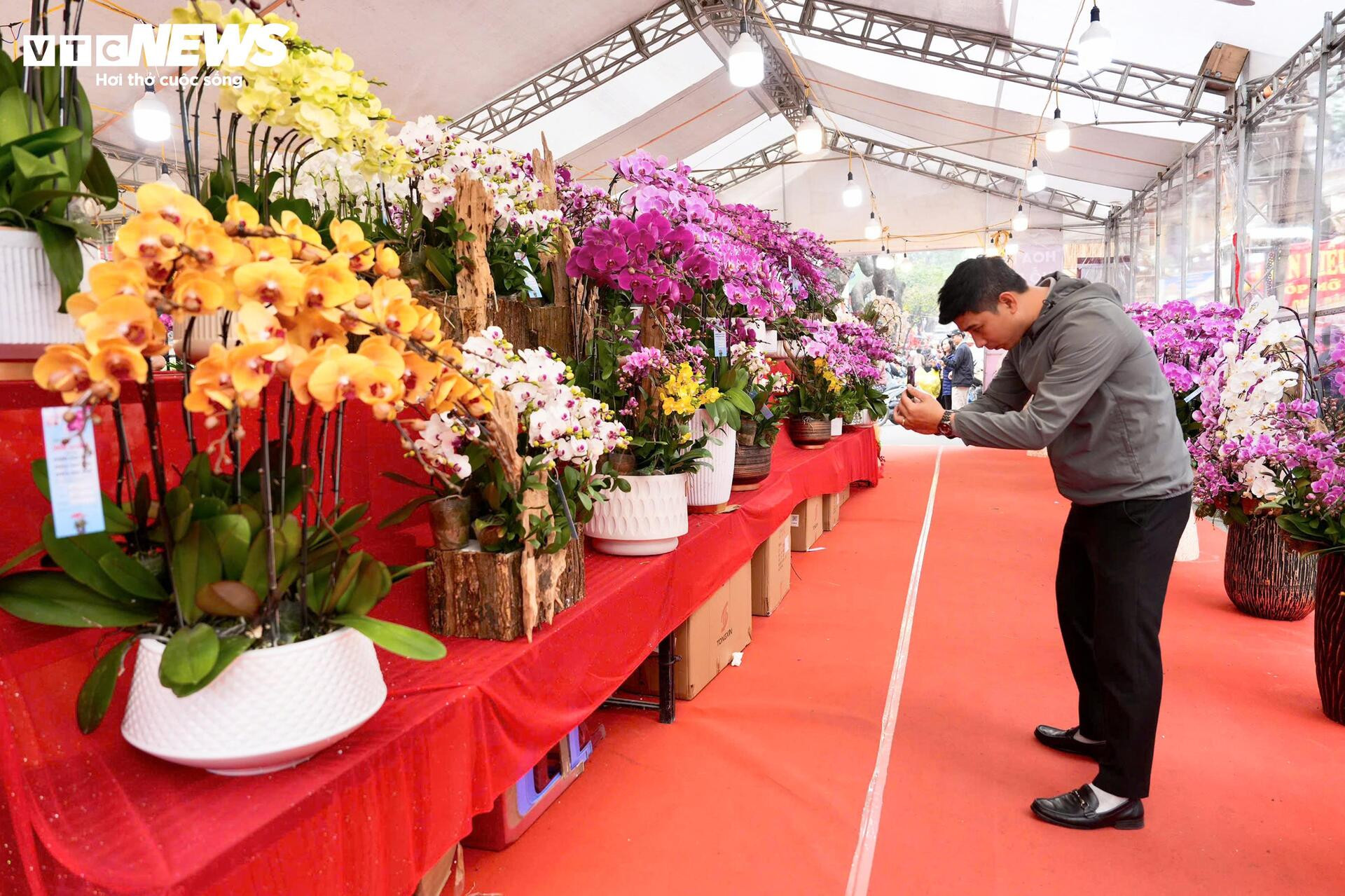 Rực rỡ không gian phố bích họa Phùng Hưng trong Chợ hoa Xuân Phố cổ 2026 - 9