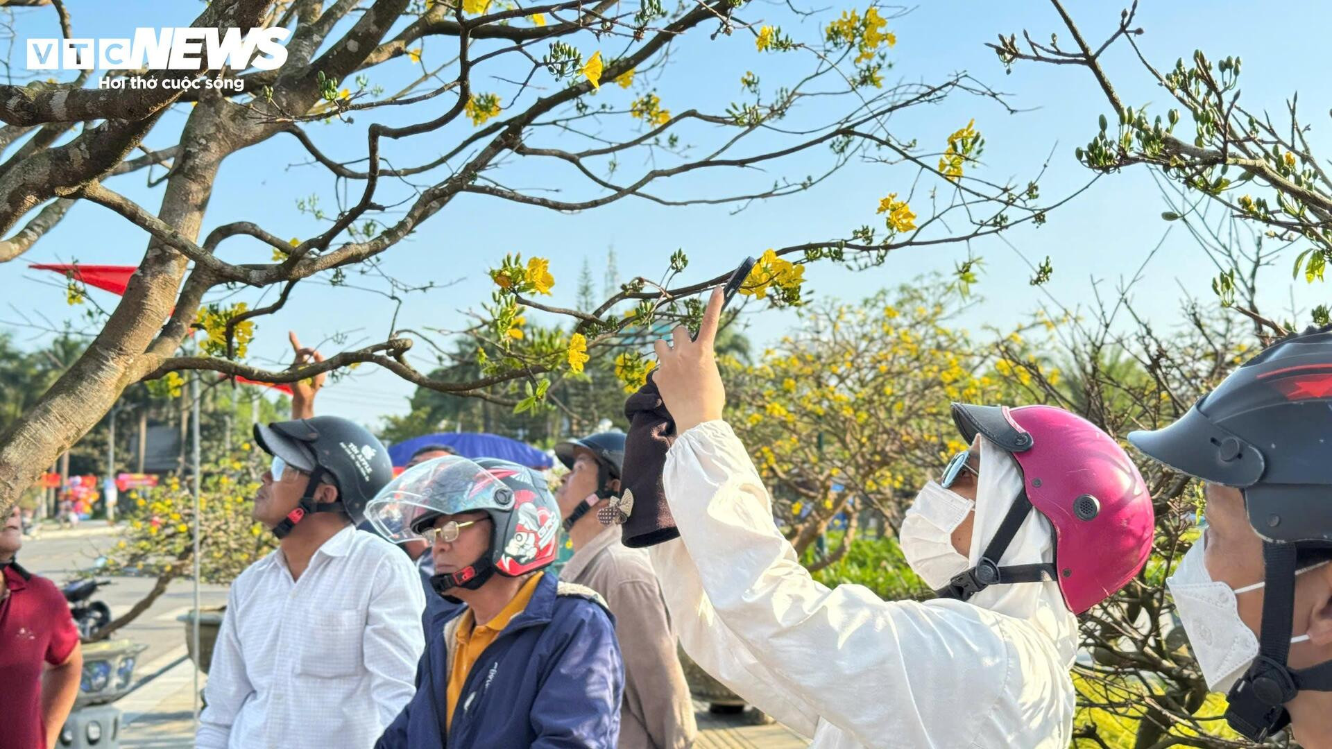Chiêm ngưỡng mai vàng 'ngũ phúc' tiền tỷ ở chợ hoa Xuân Quảng Ngãi - 7