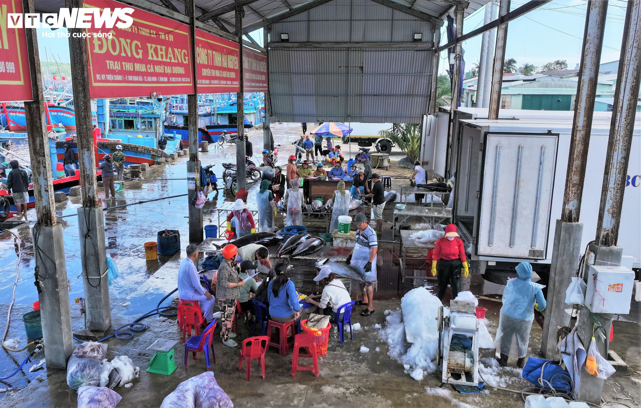 Bên cầu cảng cá Tam Quan, không khí rộn ràng của tiếng máy nổ, tiếng ròng rọc kéo cá, tiếng gọi nhau í ới của các tiểu thương và tiếng cười giòn tan của những gia đình ngư dân tạo nên một khung cảnh đặc trưng của 