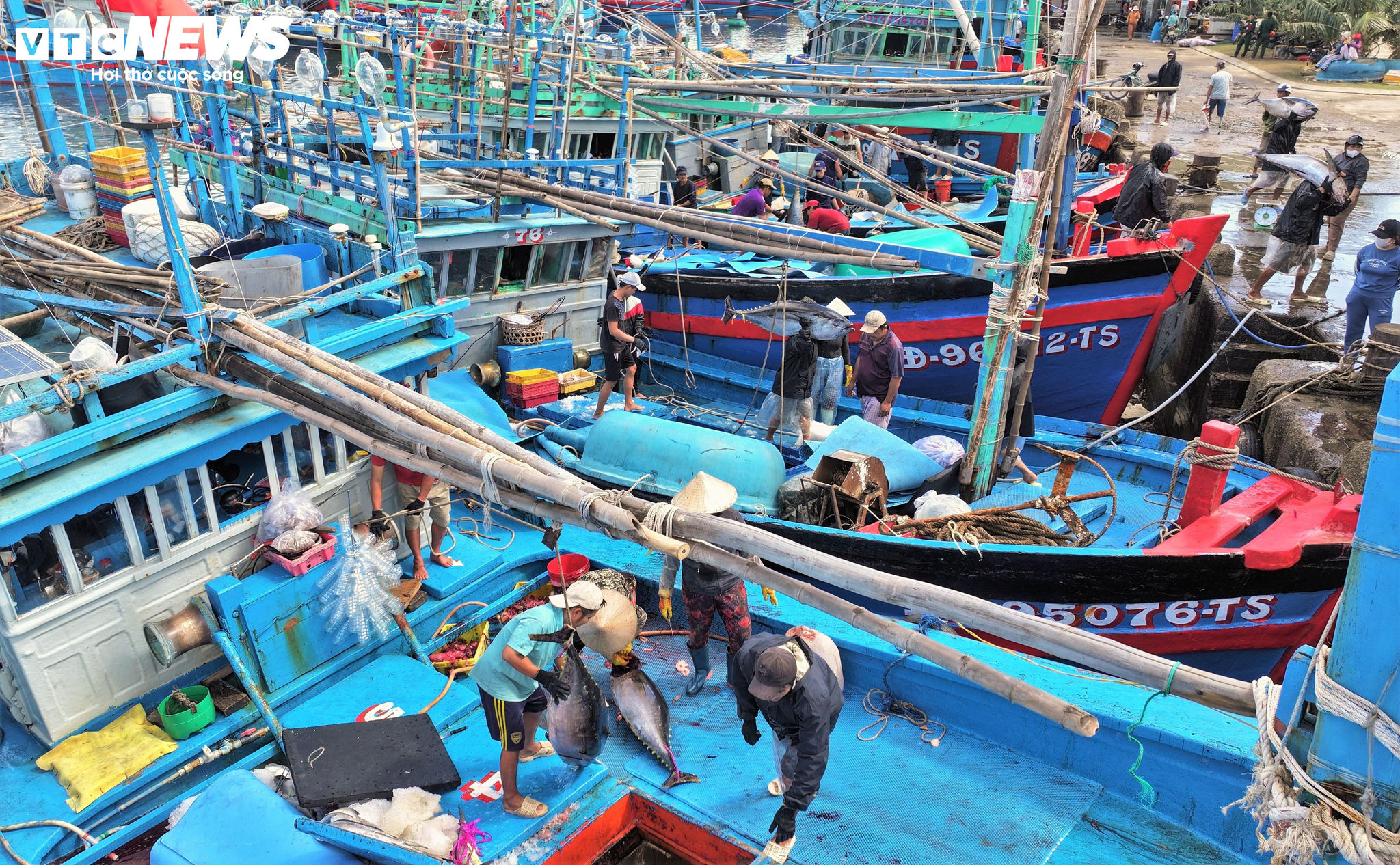 Những ngày cận Tết Bính Ngọ 2026, nhịp sống tại cảng cá Tam Quan (phường Hoài Nhơn Bắc, tỉnh Gia Lai) hối hả hơn bao giờ hết khi từng đoàn tàu câu cá ngừ đại dương, đầy ắp khoang, nối đuôi nhau băng qua cửa biển để cập bến, báo hiệu một chuyến biển thắng lợi rực rỡ.