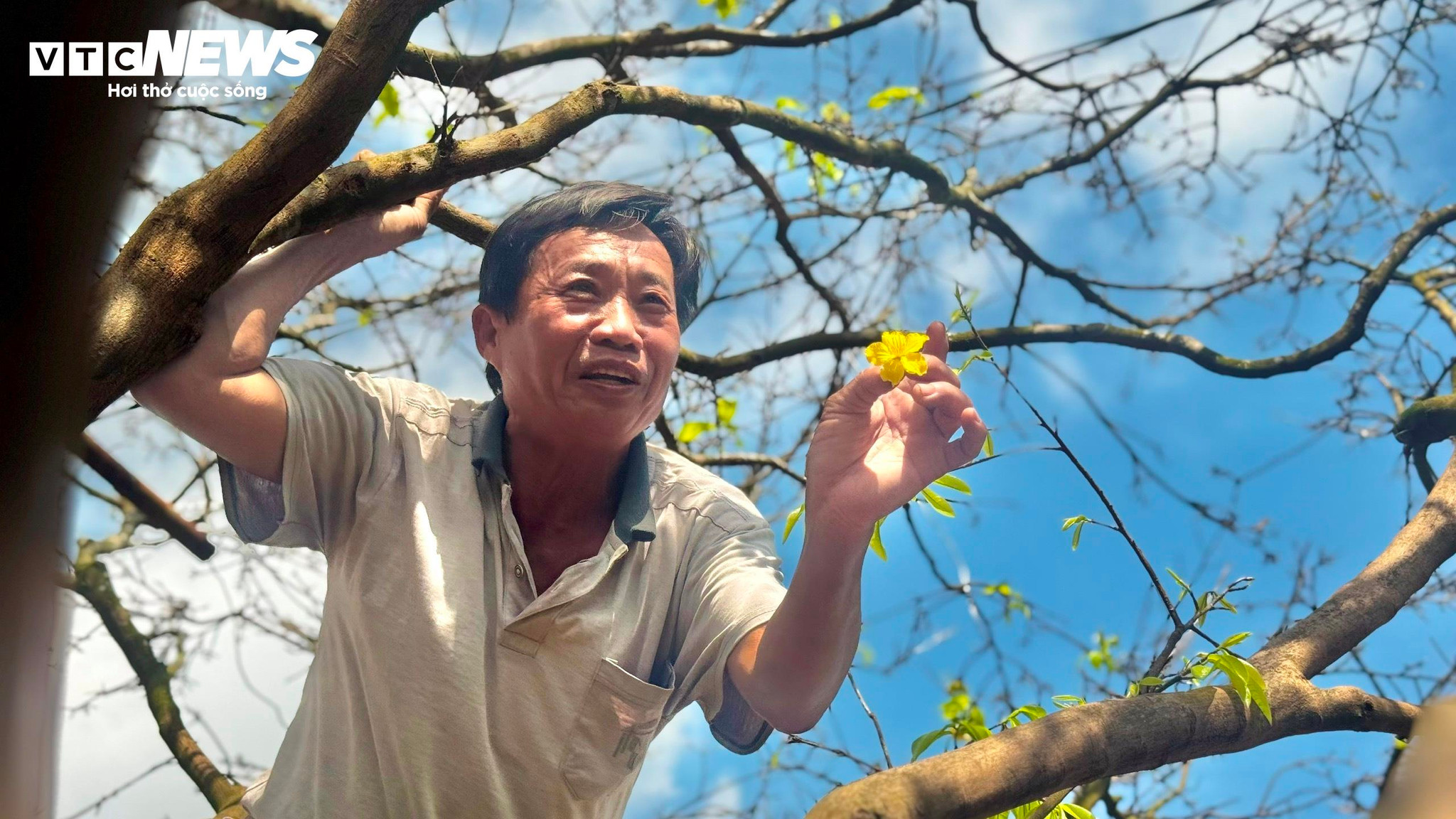 Ông Trần Tân (66 tuổi) – chủ nhân cây mai – cho hay đây là giống mai xuân hoa 5 cánh, đọt xanh, được trồng từ thời cha ông. Từ trước đến nay, gia đình ông không tốn nhiều công chăm sóc hay uốn nắn. Cây phát triển hoàn toàn tự nhiên, dáng thế ra sao thì giữ nguyên như vậy.