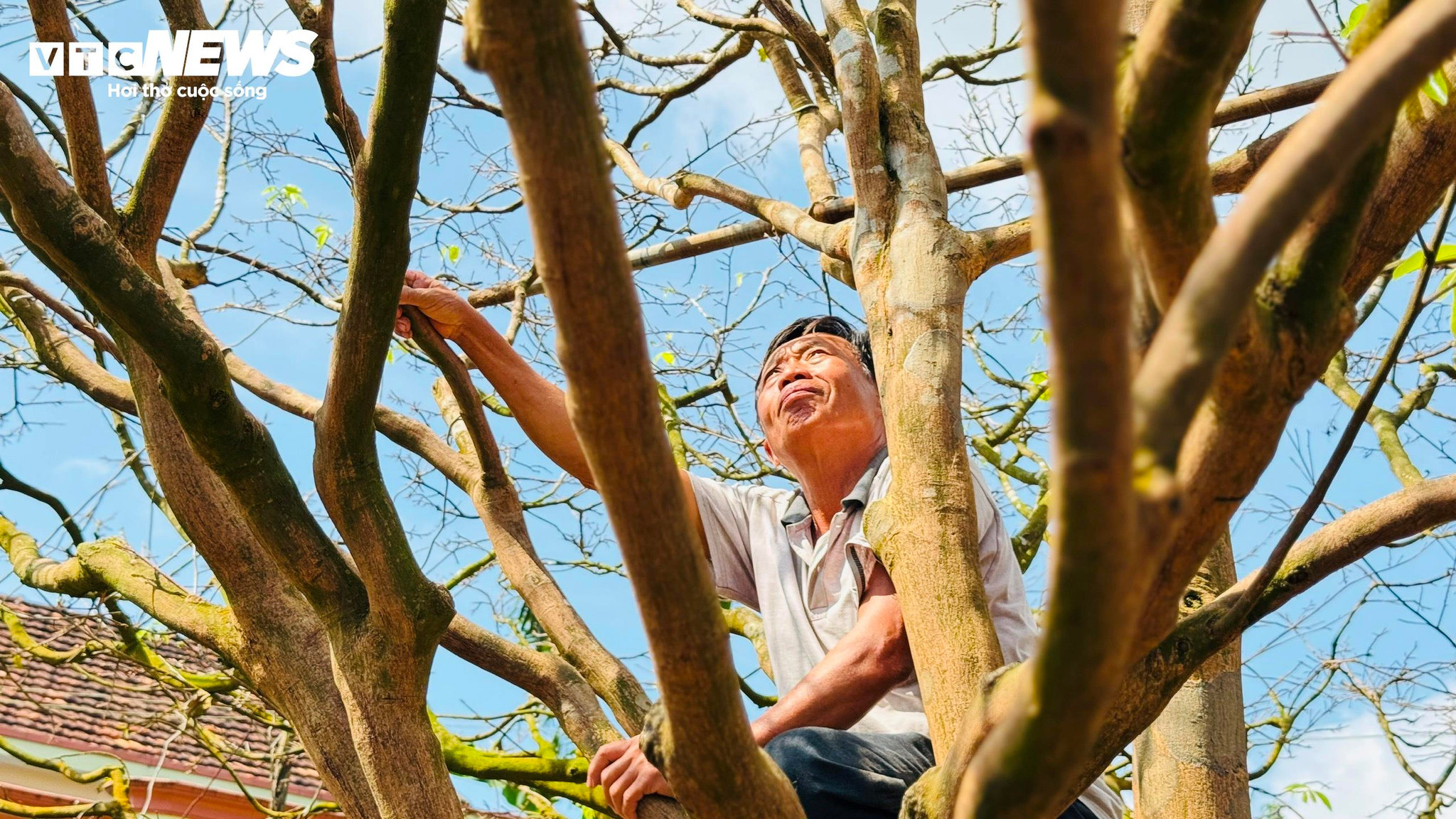 Với thâm niên hàng chục năm chơi mai, ông Tân khẳng định đây là cây mai cổ “hiếm thấy, khó tìm”, thậm chí là “độc nhất vô nhị” trong vùng.