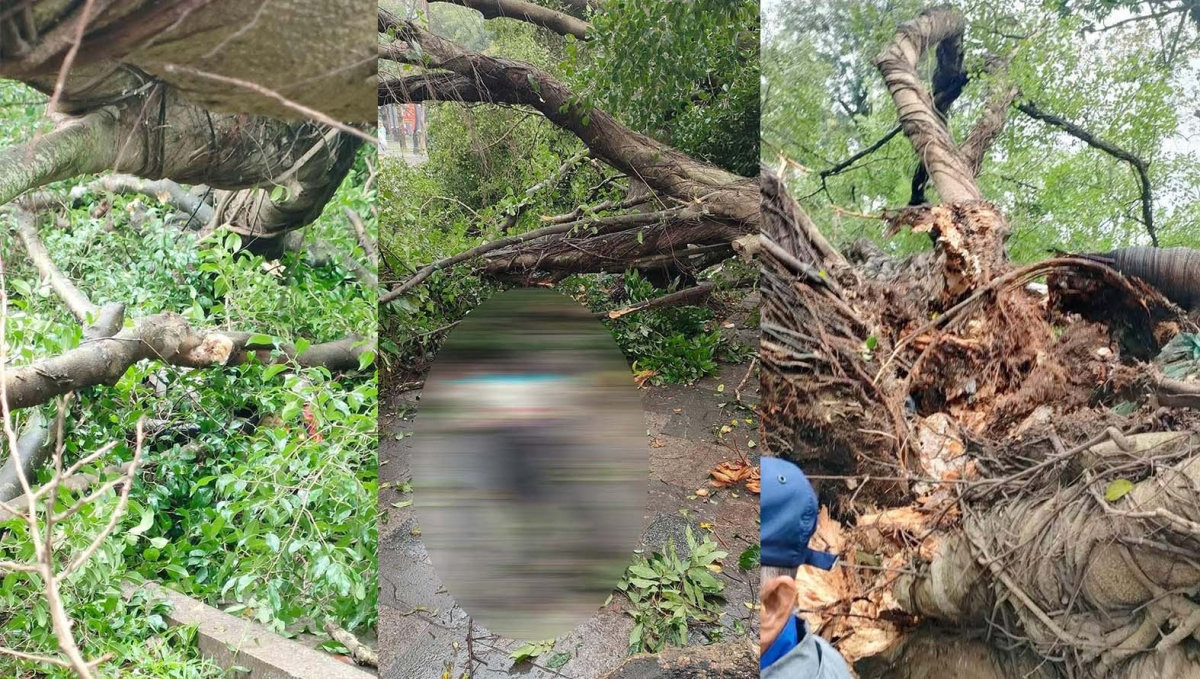 2 cây si cổ thụ bất ngờ đổ trước đền quán thánh, hà nội khiến 2 người bị thương hình ảnh 1 2 cay si co thu bat ngo do truoc den quan thanh, ha noi khien 2 nguoi bi thuong hinh anh 1