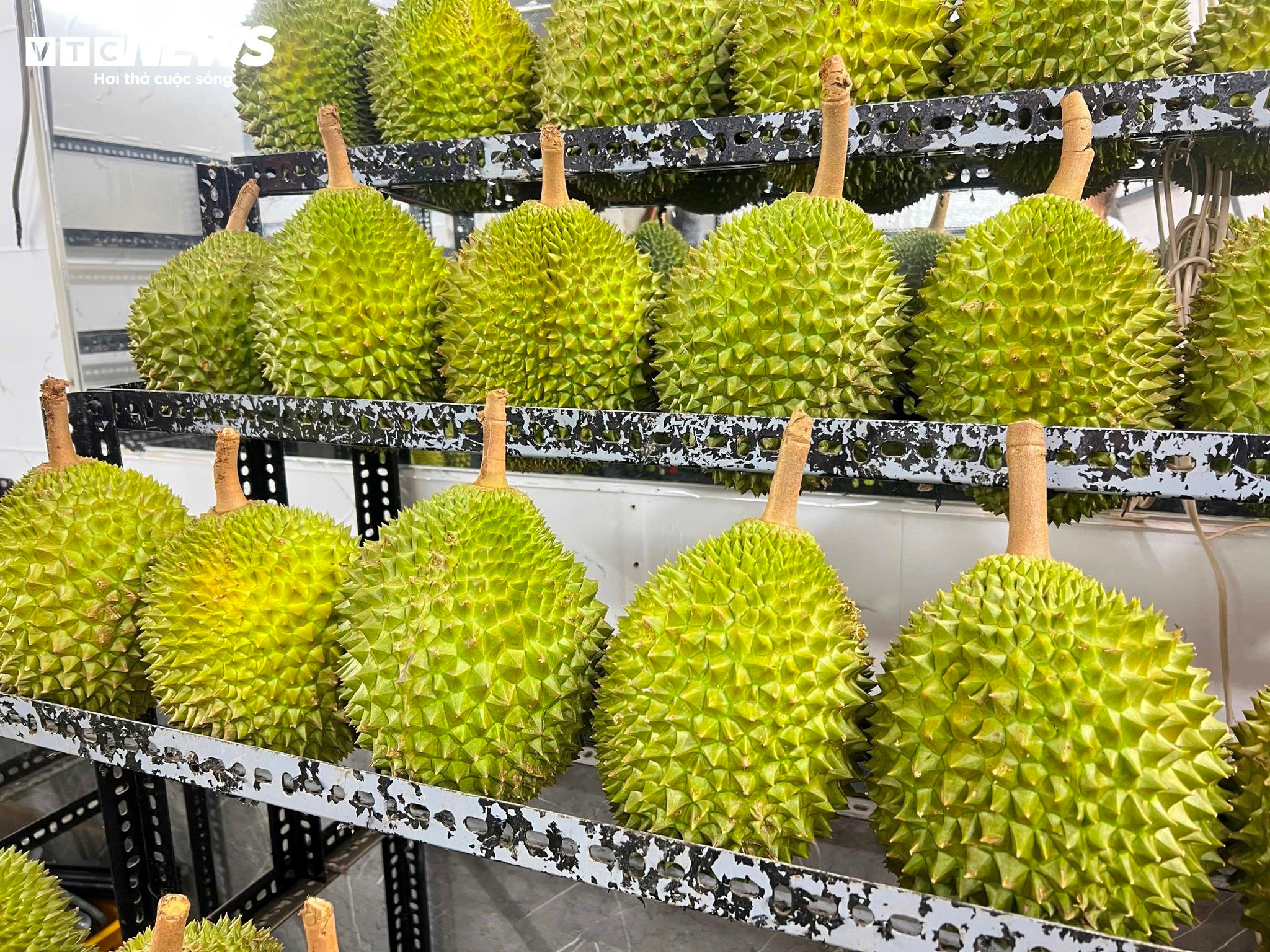 Sầu riêng Musang King được bày bán tại các cửa hàng ở TP.HCM với giá cao, trong khi giá thu mua tại vườn đang giảm mạnh.