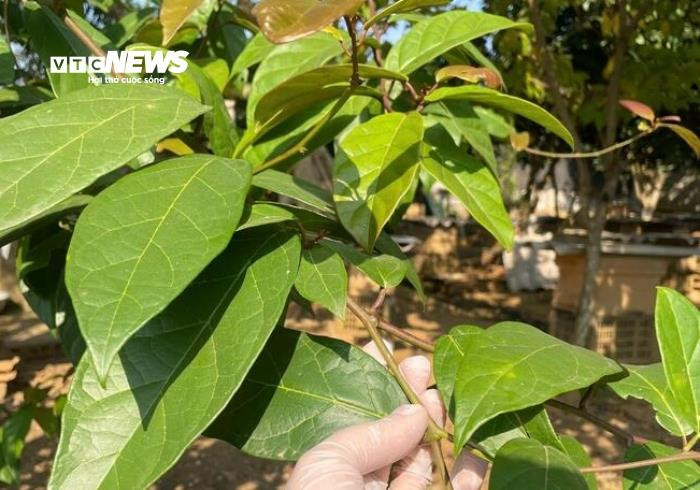 Xạ đen là loài cây thân leo, thân gỗ, thường mọc hoang ở các vùng rừng núi phía Bắc. (Ảnh: Như Loan)