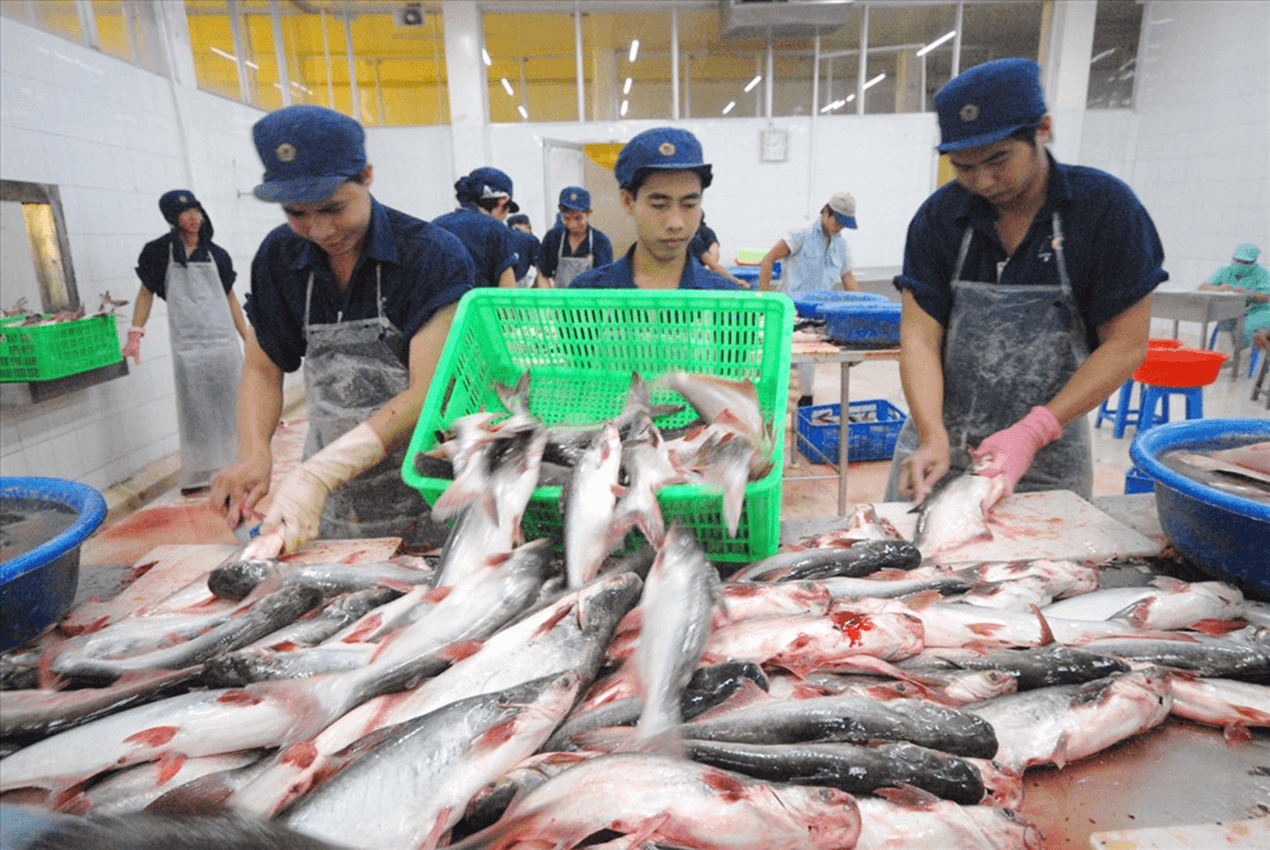 Ngành xuất khẩu cá tra gặp khó đầu tiên vì xung đột Trung Dông.