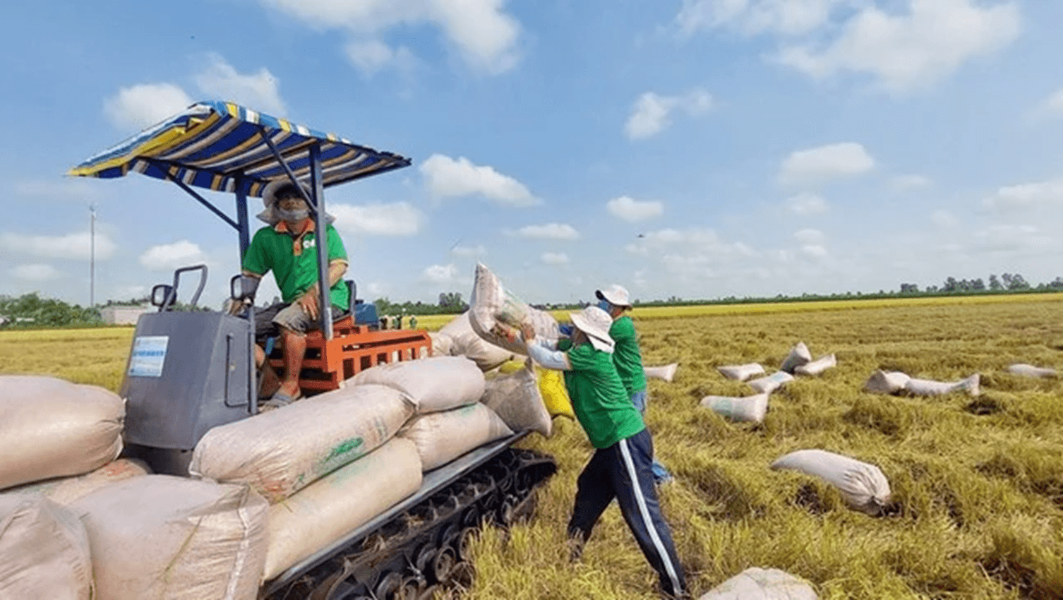 Xăng dầu ảnh hưởng trực tiếp đến sản xuất, chế biến lúa gạo của nông dân, doanh nghiệp.