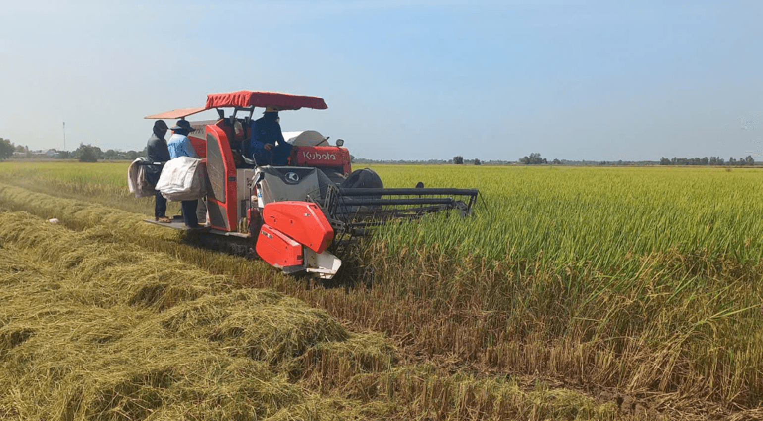 Giá xăng dầu tăng cao gây khó cho thu hoạch vụ lúa Đông Xuân đang tập trung tại Đồng bằng sông Cửu Long.