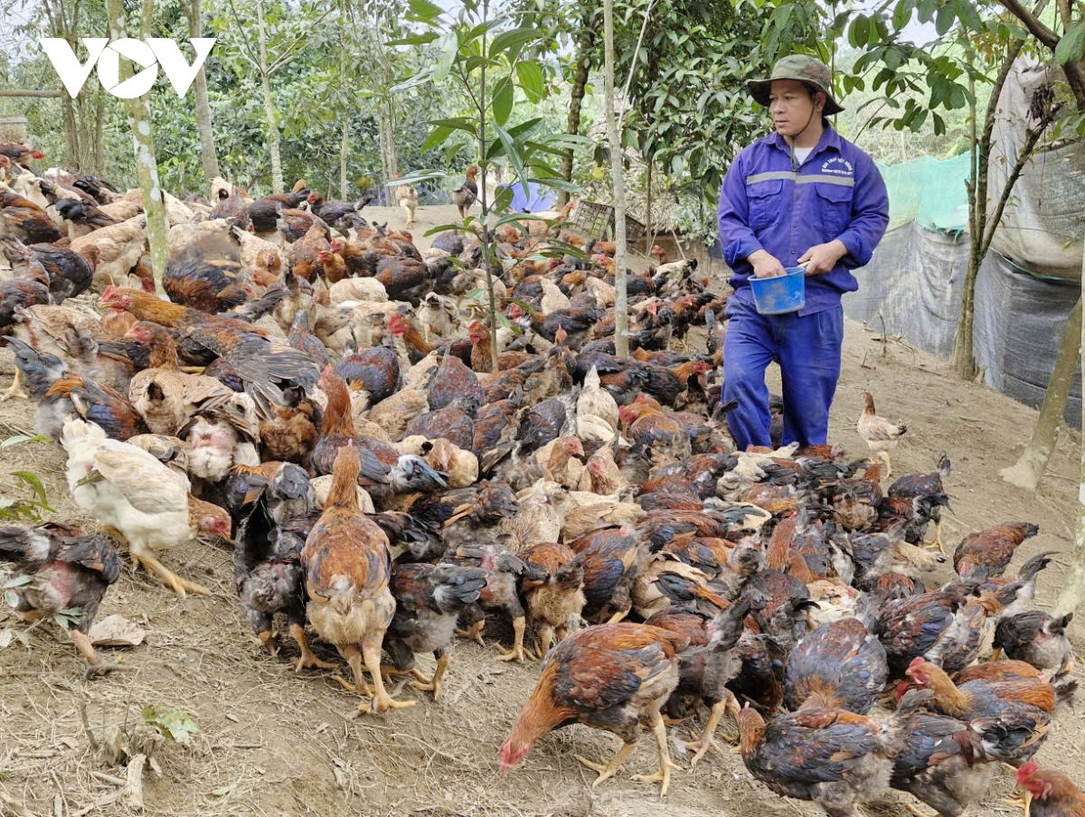 Đa dạng mô hình giảm nghèo ở miền núi Đà nẵng hình ảnh 1 Da dang mo hinh giam ngheo o mien nui Da nang hinh anh 1