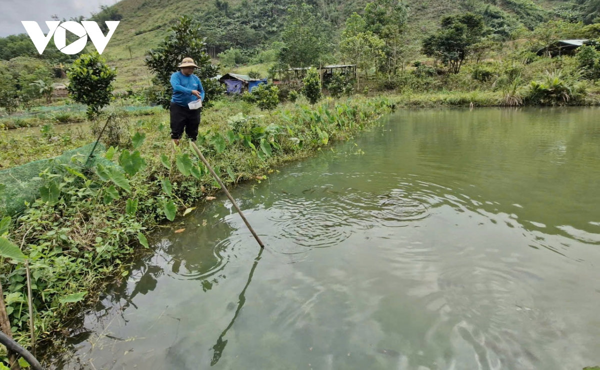 Đa dạng mô hình giảm nghèo ở miền núi Đà nẵng hình ảnh 3 Da dang mo hinh giam ngheo o mien nui Da nang hinh anh 3