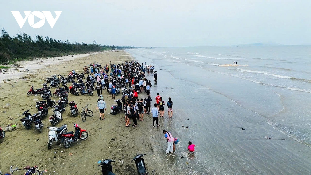 xac ca voi dai gan 10m dat vao bo bien nghe an hinh anh 2