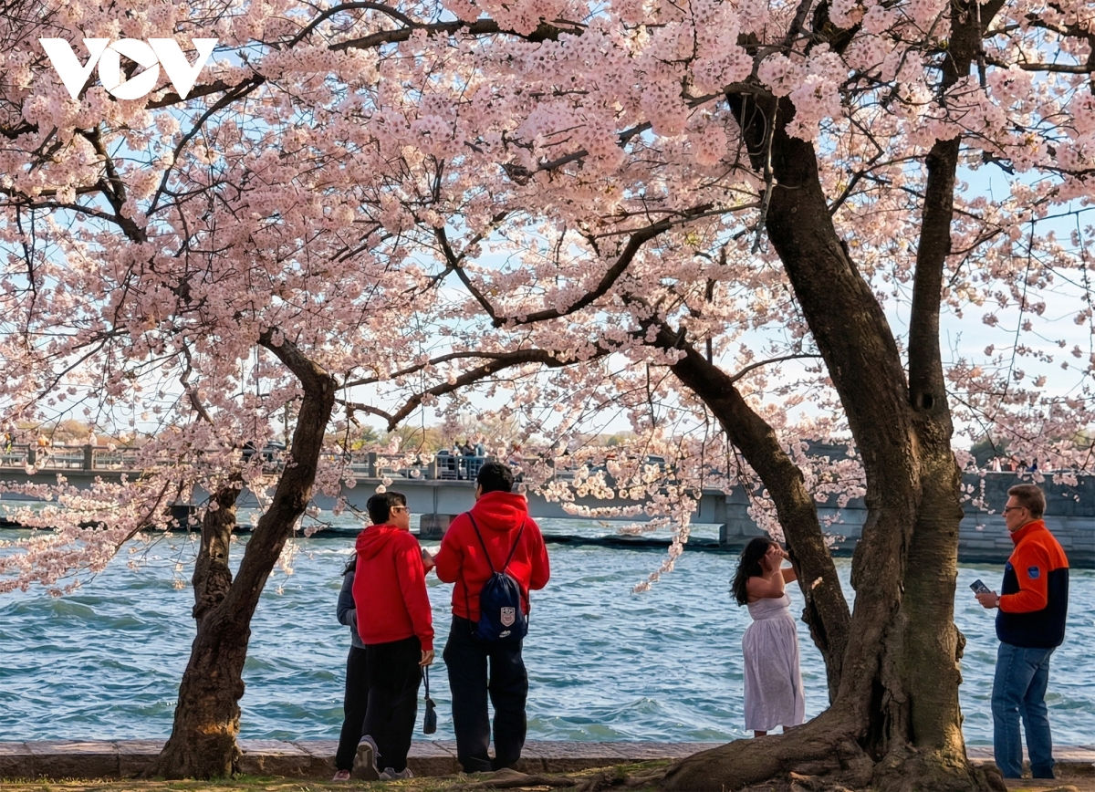 hàng triệu du khách đổ về washington d.c. ngắm mùa hoa anh đào nở rộ hình ảnh 3 hang trieu du khach do ve washington d.c. ngam mua hoa anh dao no ro hinh anh 3