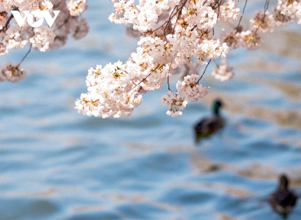 hàng triệu du khách đổ về washington d.c. ngắm mùa hoa anh đào nở rộ hình ảnh 1 hang trieu du khach do ve washington d.c. ngam mua hoa anh dao no ro hinh anh 1