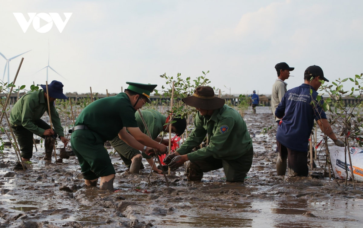 cần thơ phát động trồng 240.000 cây rừng, phục hồi hệ sinh thái ven biển hình ảnh 3 can tho phat dong trong 240.000 cay rung, phuc hoi he sinh thai ven bien hinh anh 3