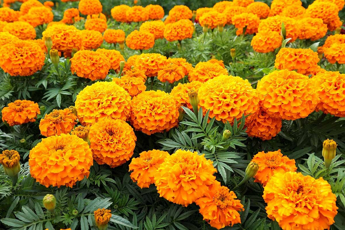 Cúc vạn thọ.