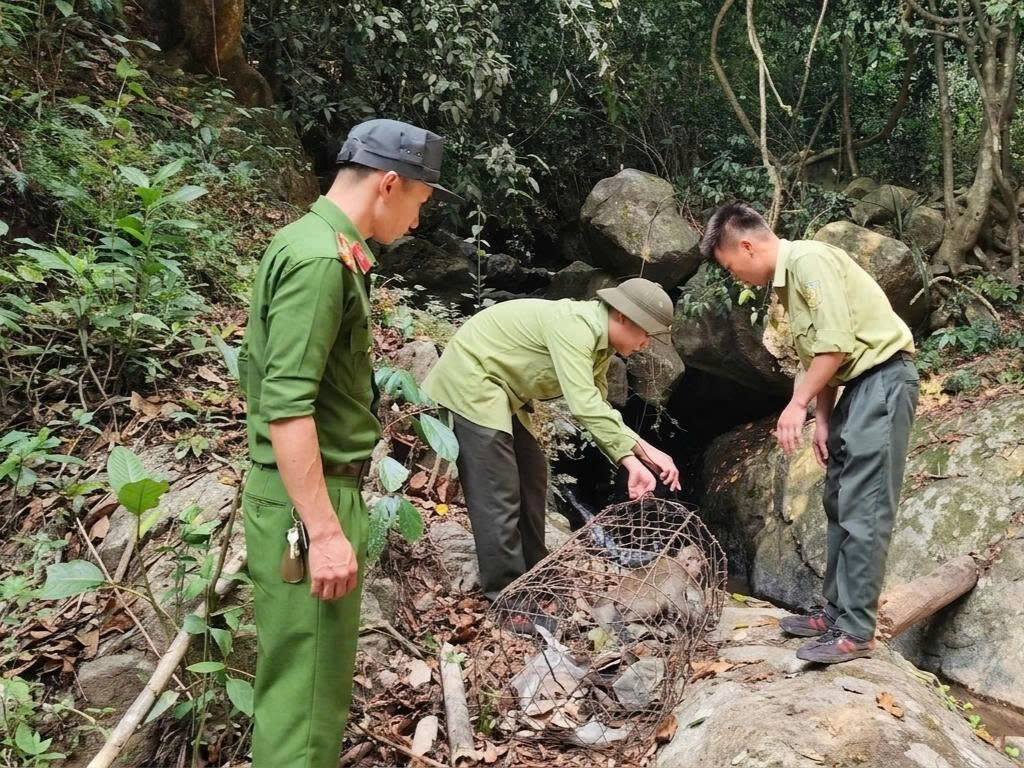 người dân lâm Đồng tự nguyện giao nộp động vật quý hiếm, thả về rừng hình ảnh 3 nguoi dan lam Dong tu nguyen giao nop dong vat quy hiem, tha ve rung hinh anh 3