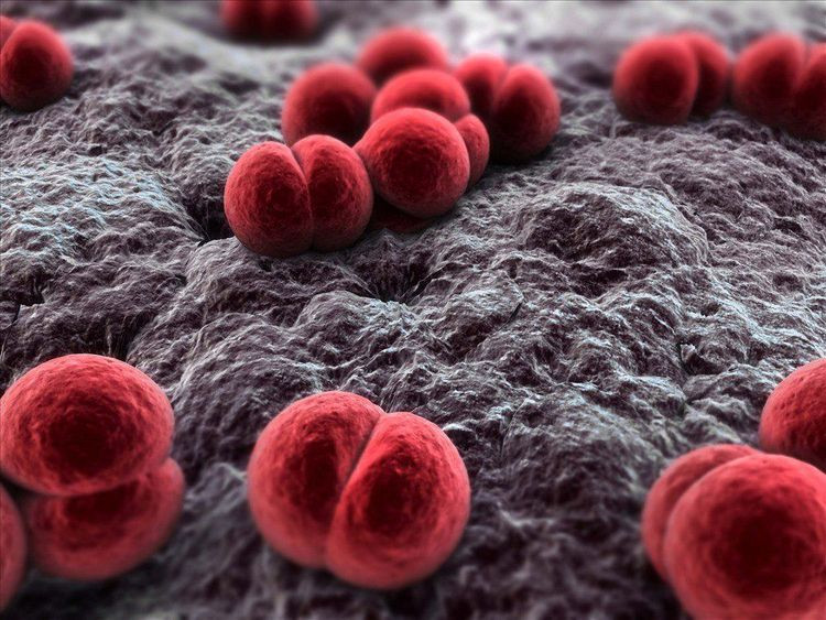 Vi khuẩn Neisseria meningitidis tác nhân gây bệnh não mô cầu. (Ảnh minh hoạ)