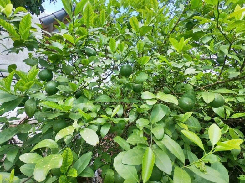 lá chanh không chỉ để nấu ăn những bài thuốc dân gian ít ai biết hình ảnh 1 la chanh khong chi de nau an nhung bai thuoc dan gian it ai biet hinh anh 1