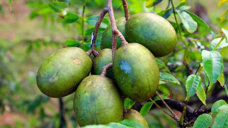 qua coc loai trai cay chua quen thuoc nhung giau dinh duong it ai ngo toi hinh anh 1