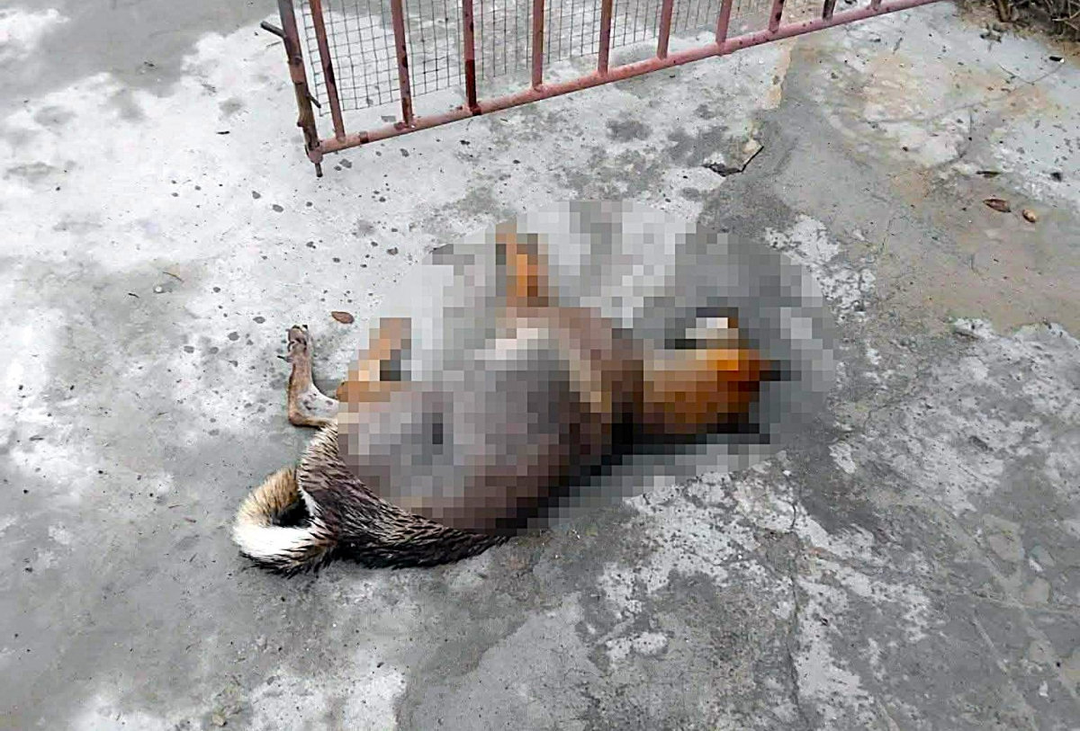 cho tha rong nghi dai tan cong 6 nguoi dan o nghe an hinh anh 2