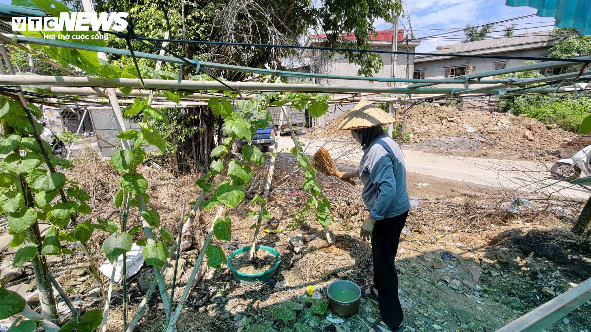 Những luống đậu non, giàn mướp được bà Lưu chăm sóc ở khoảng đất gần nhà.