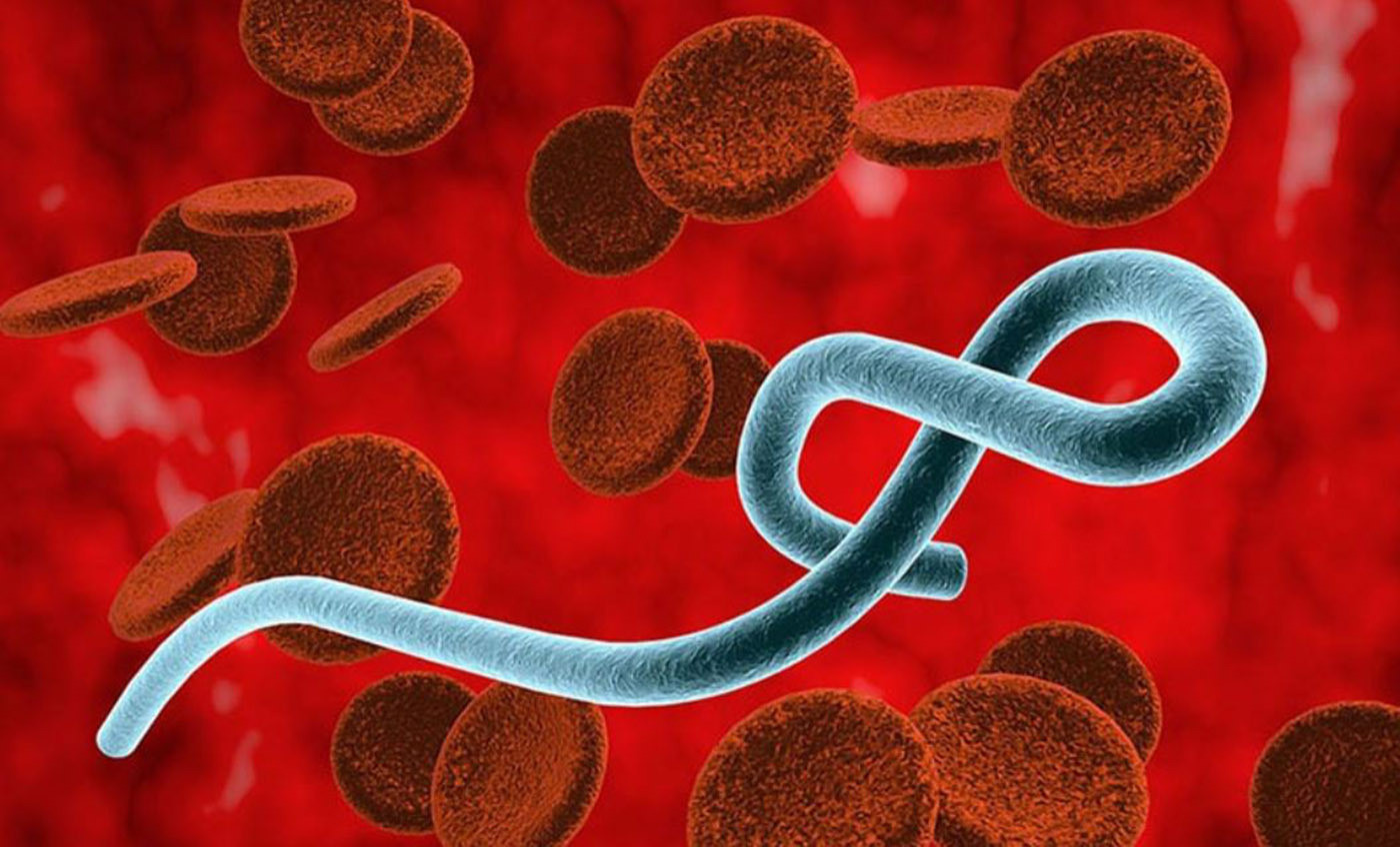 Chưa có vaccine và thuốc đặc trị chủng mới của bệnh Ebola. (Ảnh minh họa)
