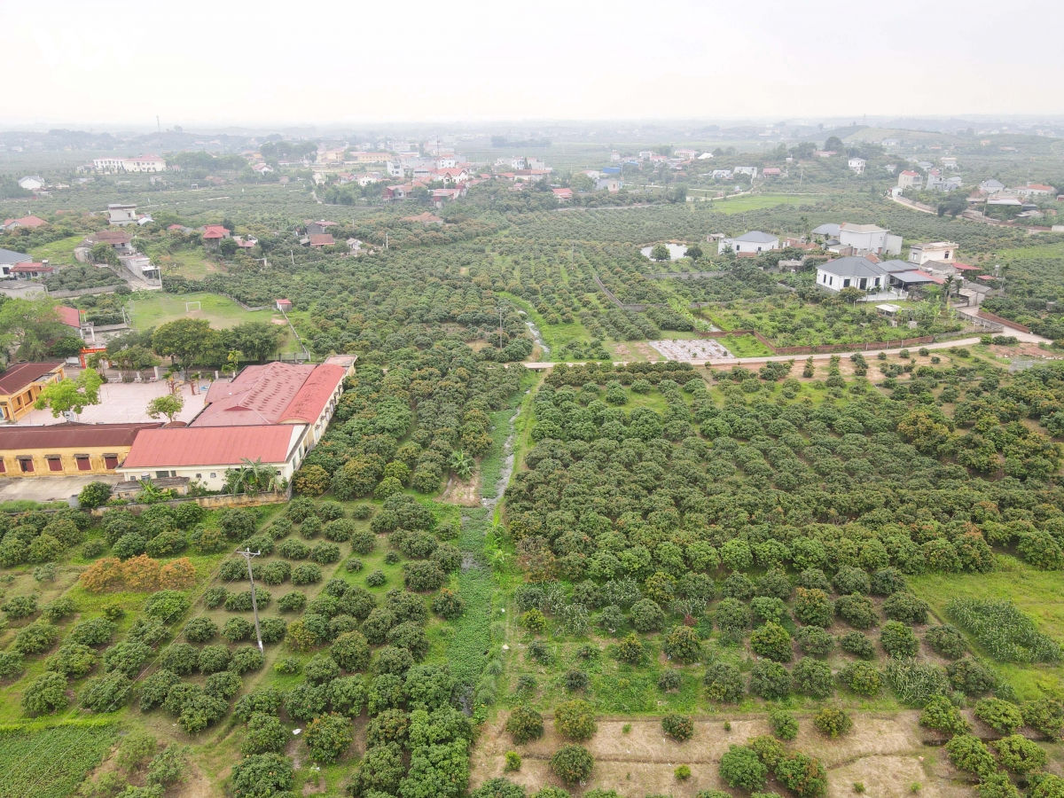 vai thieu bac ninh that thu do thoi tiet bat loi, nhieu nha vuon lao dao hinh anh 3
