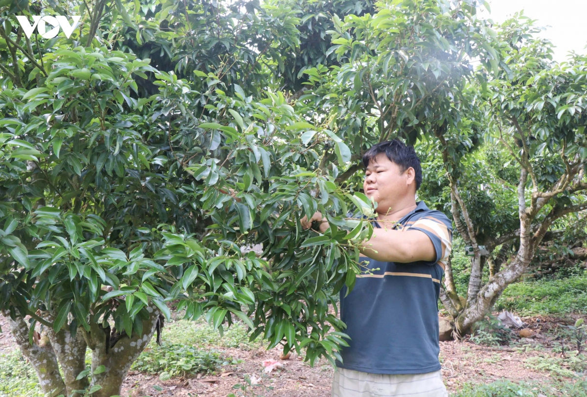 vai thieu bac ninh that thu do thoi tiet bat loi, nhieu nha vuon lao dao hinh anh 1