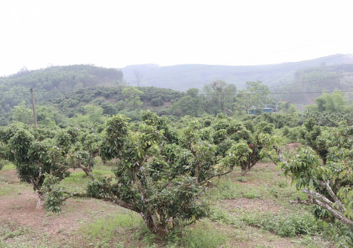 vai thieu bac ninh that thu do thoi tiet bat loi, nhieu nha vuon lao dao hinh anh 2