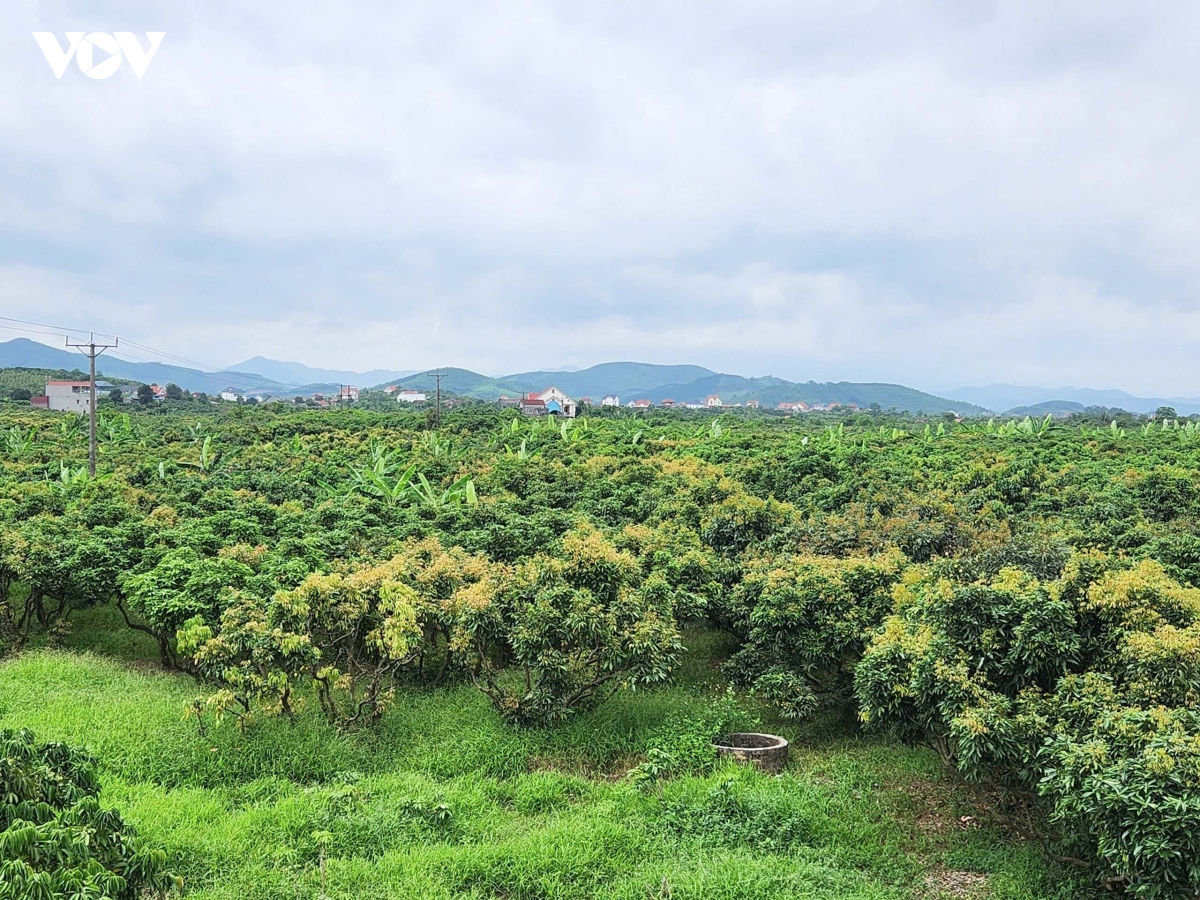 vai thieu bac ninh that thu do thoi tiet bat loi, nhieu nha vuon lao dao hinh anh 4