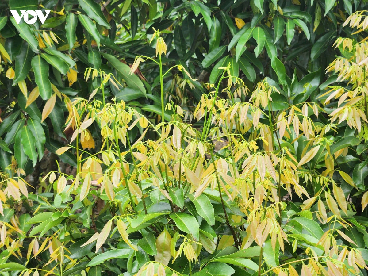vai thieu bac ninh that thu do thoi tiet bat loi, nhieu nha vuon lao dao hinh anh 7