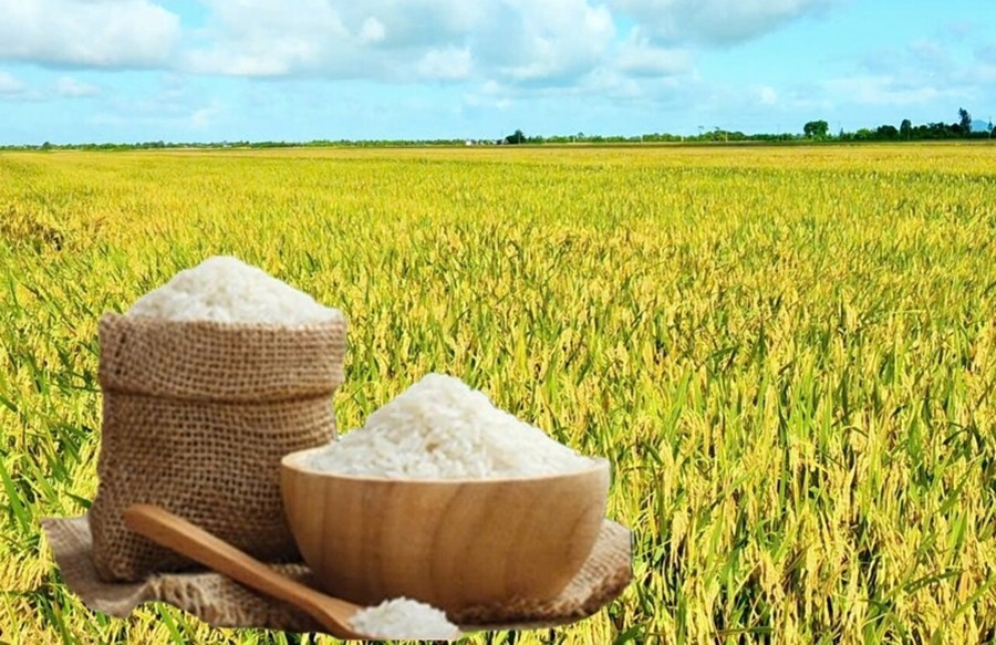 Giá lúa gạo hôm nay 29/5 ở mức ổn định. (Ảnh: Báo Công Thương)