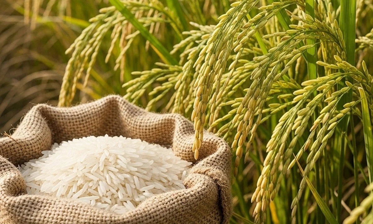 Giá gạo xuất khẩu của Việt Nam tiếp tục duy trì ở mức cao. (Ảnh: Báo Nông nghiệp & Môi trường)