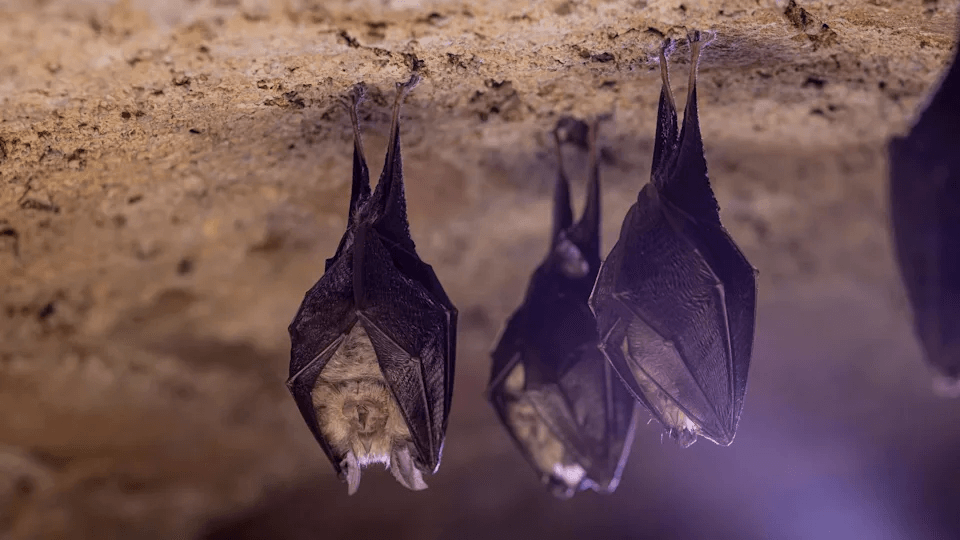 Dơi là một trong những nguồn lây lan virus corona. (Nguồn: Getty Images)