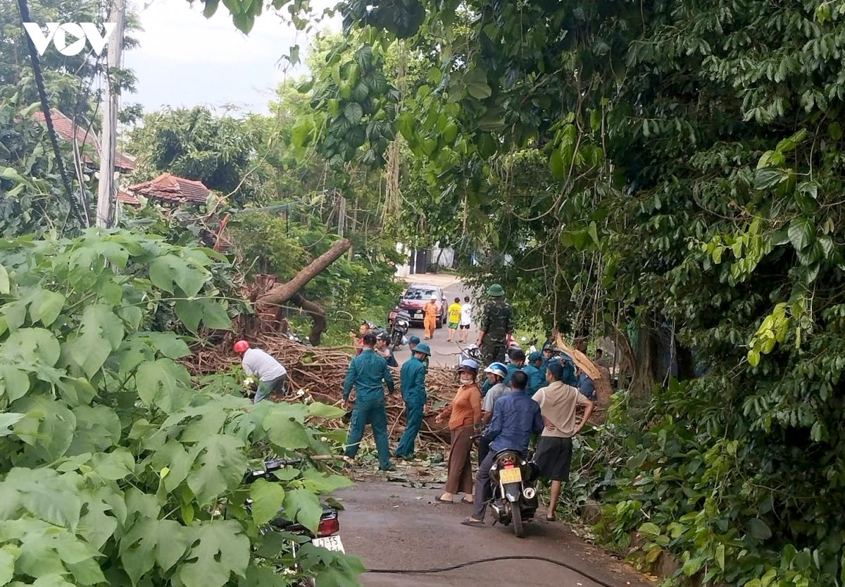 cây cổ thụ trăm tuổi ở bến nước ngã đổ làm một người bị thương hình ảnh 1 cay co thu tram tuoi o ben nuoc nga do lam mot nguoi bi thuong hinh anh 1
